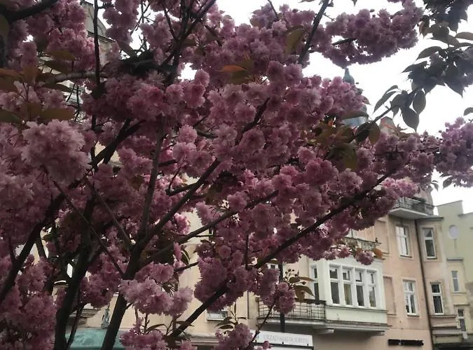 Проживание в семье Za Zielonymi Drzwiami